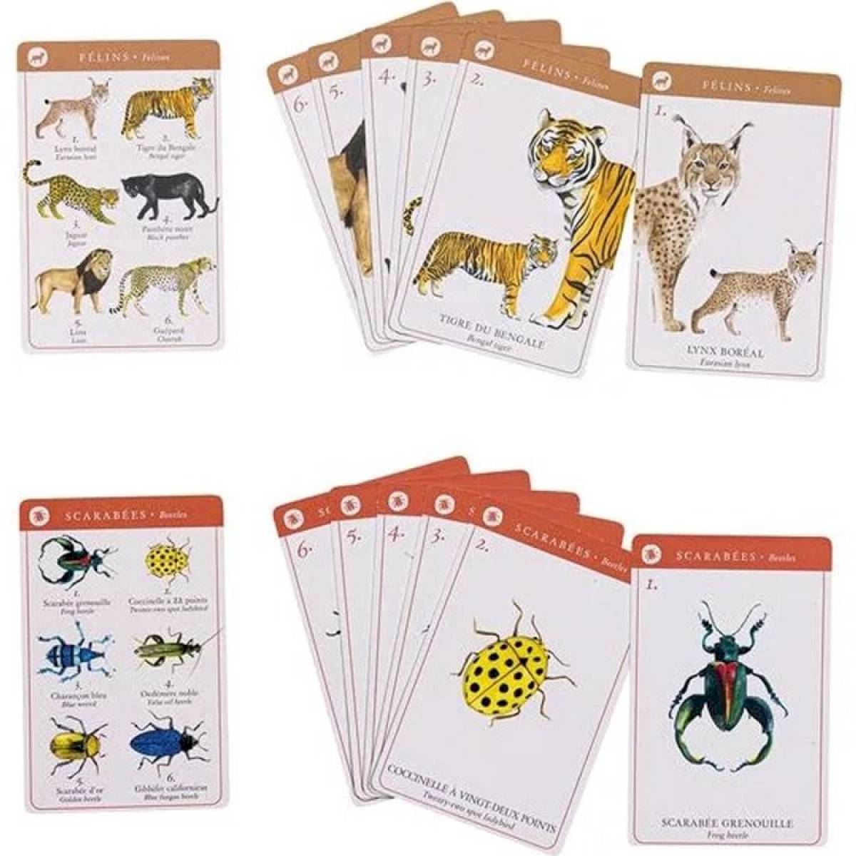 Jeu de 7 familles des espèces
