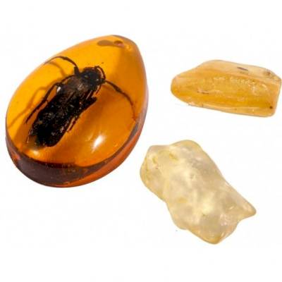 Kit Paléo : L'Ambre