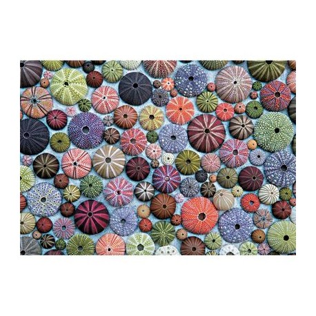 Puzzle 1000 pièces - Oursins