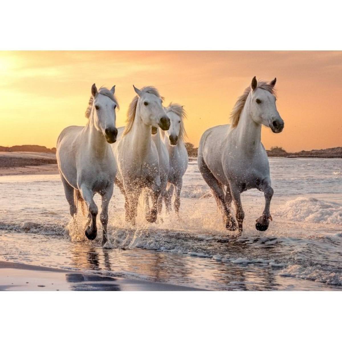 Puzzle 500 pièces XL - Chevaux en Camargue Puzzle 500 pièces XL - Chevaux en Camargue