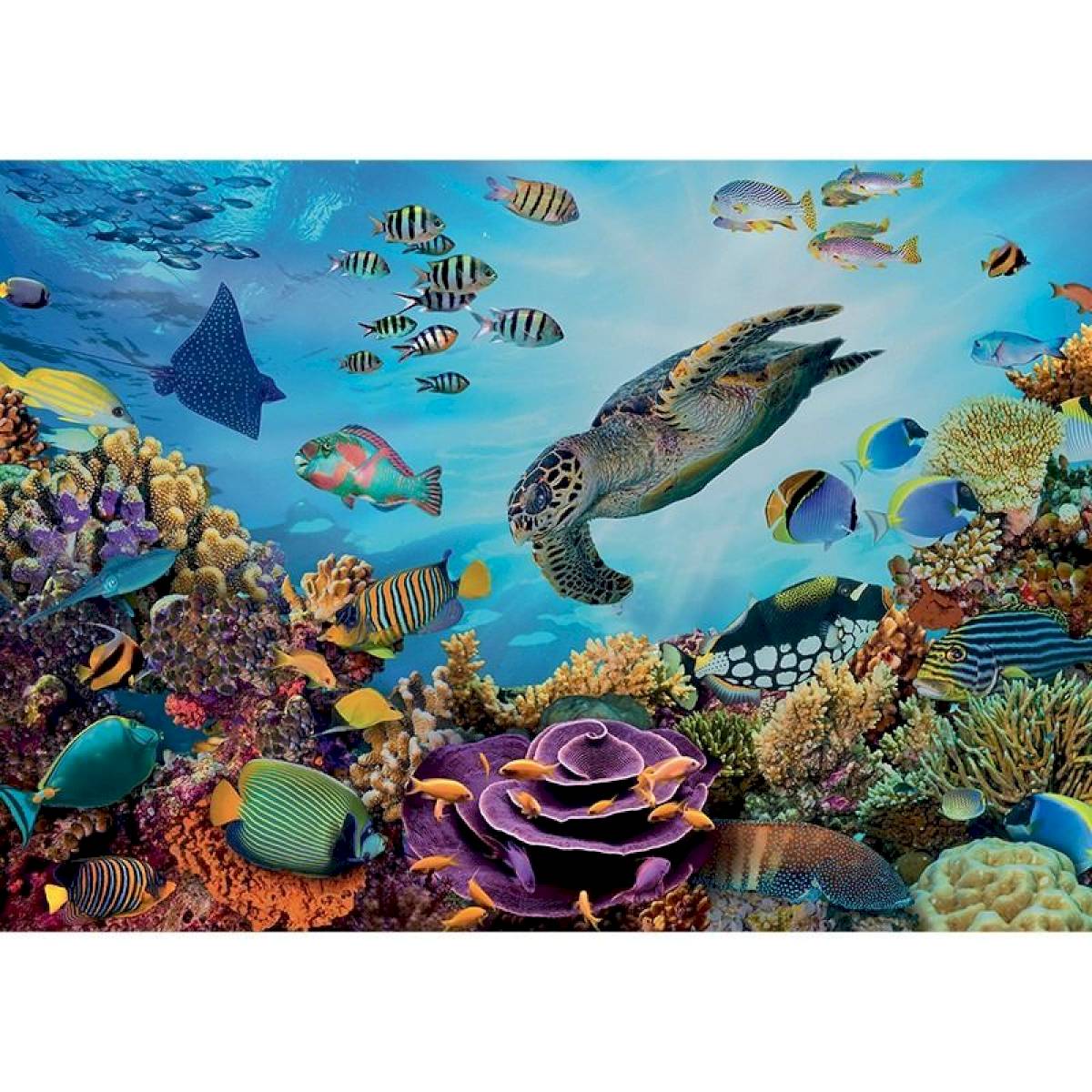 Puzzle 500 pièces XL - Fonds marins Puzzle 500 pièces XL - Fonds marins