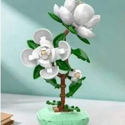 Camélia en pot CaDa 301 pièces